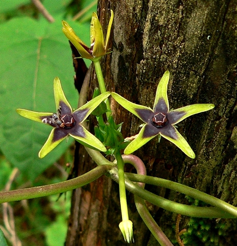 {Gonolobus suberosus}